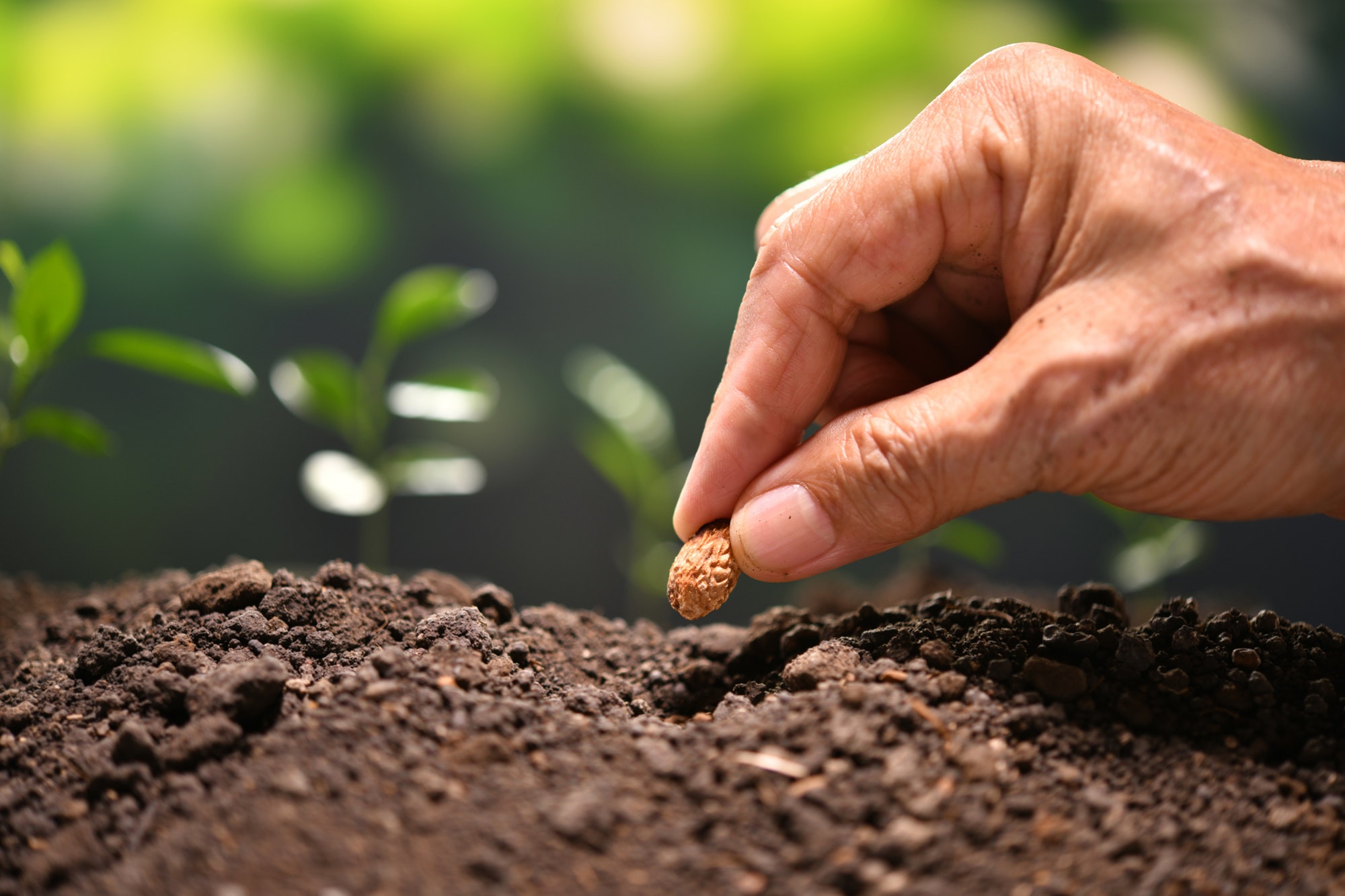 Seed and young plants