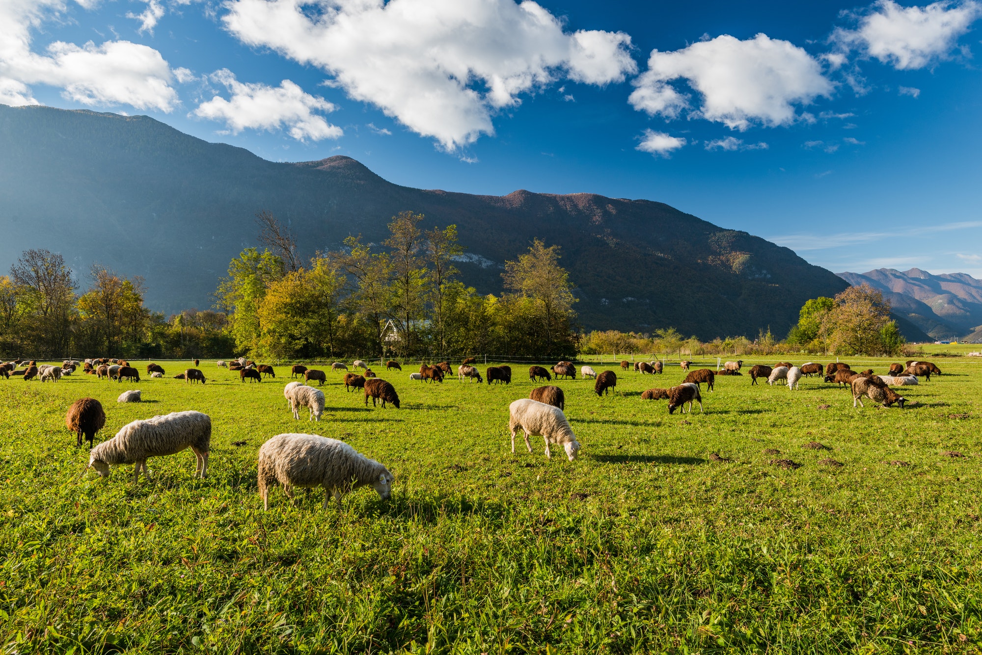 Sheep grazing on green pasture in mountains