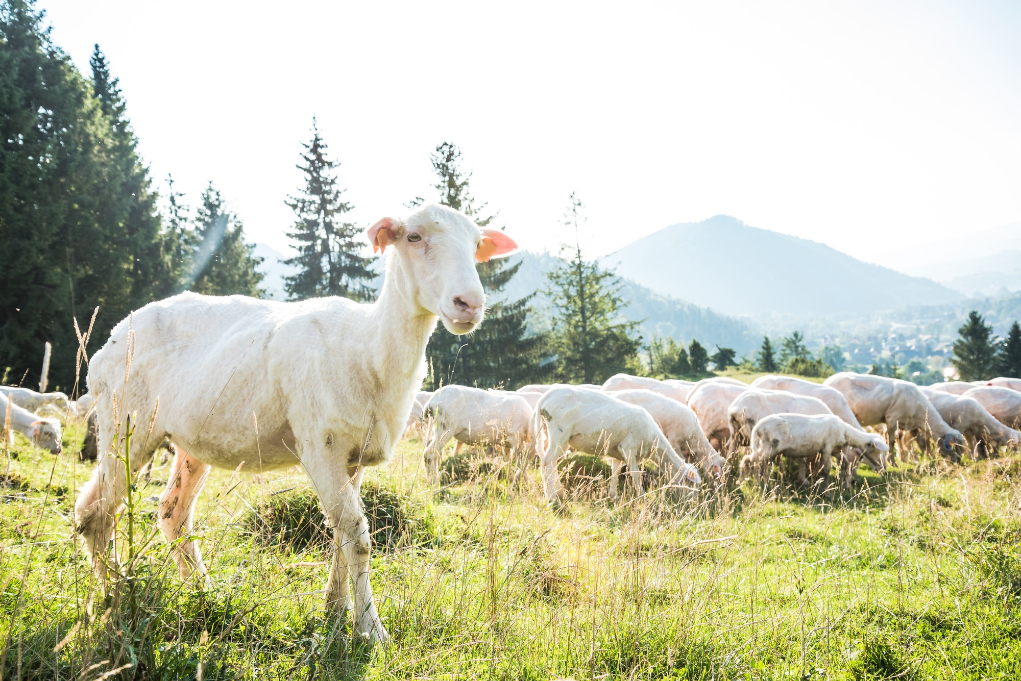 Young lamb looking at camera