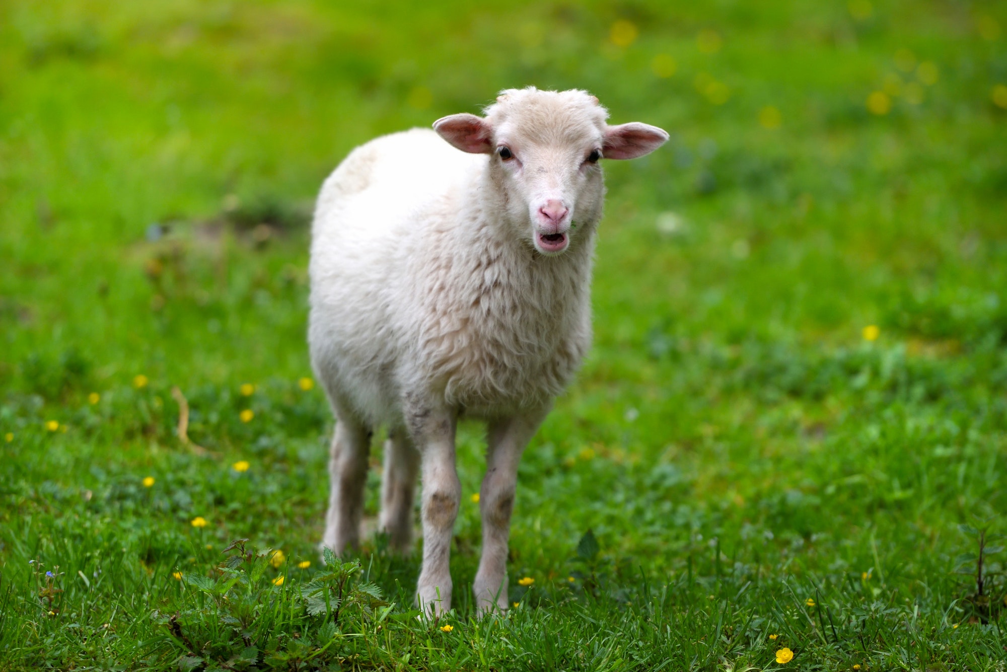 Young lamb in a meadow on green grass