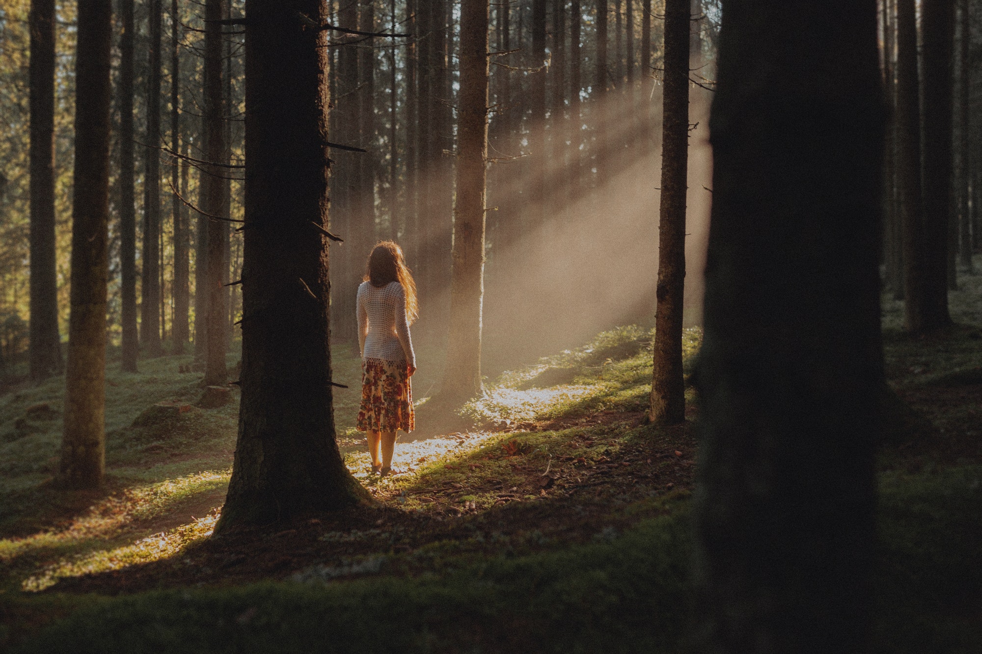 Forest with an amazing revelation