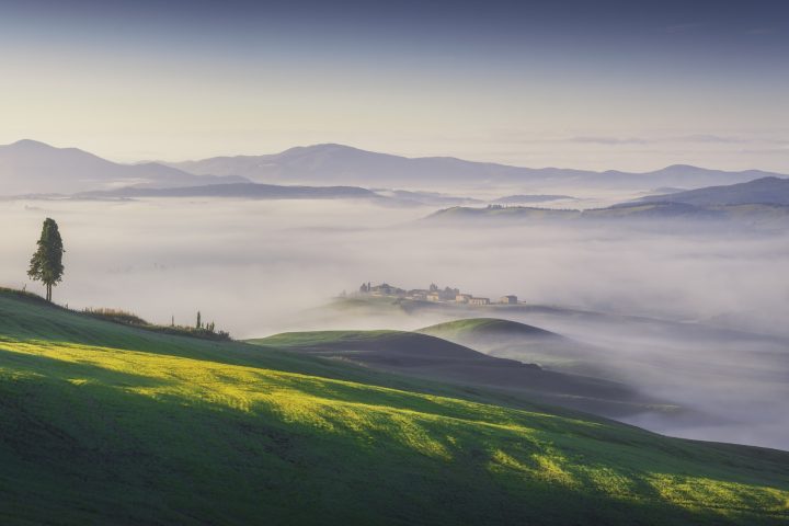 Volterra foggy landscape, tree, rolling hills and green fields at sunrise. Tuscany, Italy
