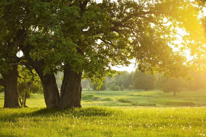 Mighty oak tree. Sunset in the evening. The concept of wisdom and longevity